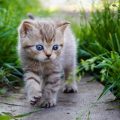 671 14 قطط جميلة- من اجمل انواع القطط لمحة خيال