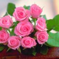 818 14 صور اجمل الورود- اجمل الصور الرائعه و المعبره جدا عن الورد بنت محمد